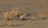 shore-lark6.jpg