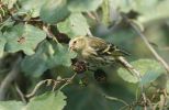 siskin-on-alder.jpg