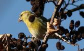 siskin3.jpg