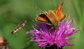 skipper-and-hoverfly.jpg