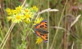 smalltortoiseshell.jpg