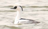 smew.jpg