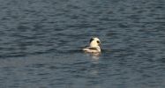 smew3.jpg