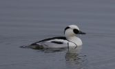 smew6.jpg