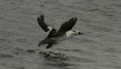 smew~0.jpg