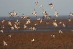 snow-buntings.jpg