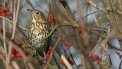 song-thrush.jpg