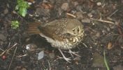 songthrush.jpg