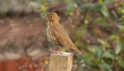 songthrush~0.jpg