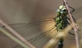 southernhawker.jpg