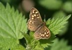 speckled-wood.jpg