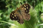 speckledwood.jpg