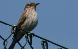 spotted-flycatcher2.jpg