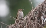 spotted_flycatcher_b.jpg