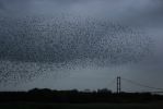 starling-roost.jpg