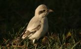 steppe-grey-shrike.jpg