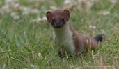 stoat11.jpg