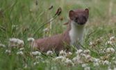 stoat6.jpg