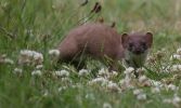 stoat7.jpg