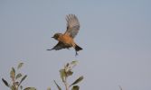 stonechat-inflight.jpg