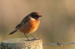 stonechat.jpg