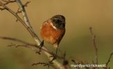 stonechat10.jpg