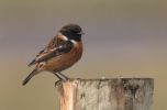 stonechat2~0.jpg