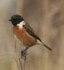 stonechat6.jpg