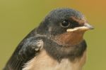 swallow_portrait.jpg