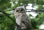 tawny-owlet.jpg