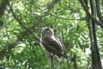 tawny-owlet1b.jpg