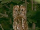 tawnyowl2.jpg