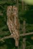 tawnyowl3.jpg