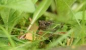 toadlet_in_the_grass.jpg