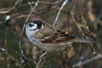 tree-sparrow.jpg