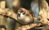 tree_sparrow.jpg