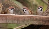 treesparrows.jpg