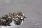 turnstone-portrait.jpg