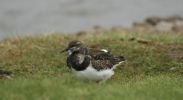 turnstone.jpg