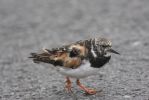 turnstone1.jpg