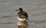 turnstone2.jpg