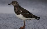 turnstone2~0.jpg