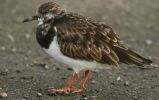 turnstone7.jpg