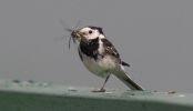 wagtail4.jpg