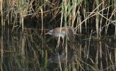 water-rail2.jpg