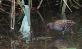 water-rail3.jpg