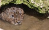 water_vole.jpg