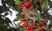 waxwing.jpg