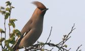 waxwing4.jpg