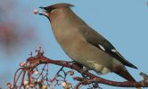 waxwing5.jpg